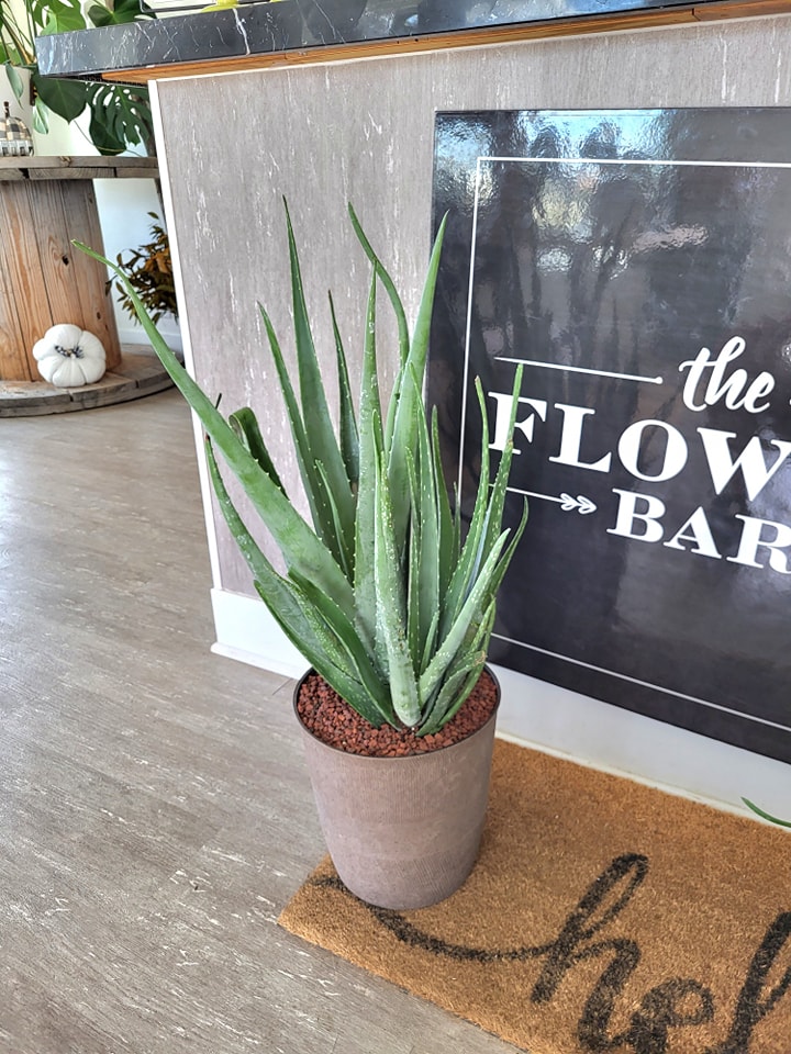 70 Potted Aloe Non Pet Friendly Plant The Flower Bar   Potted Aloe 70 TOXIC 