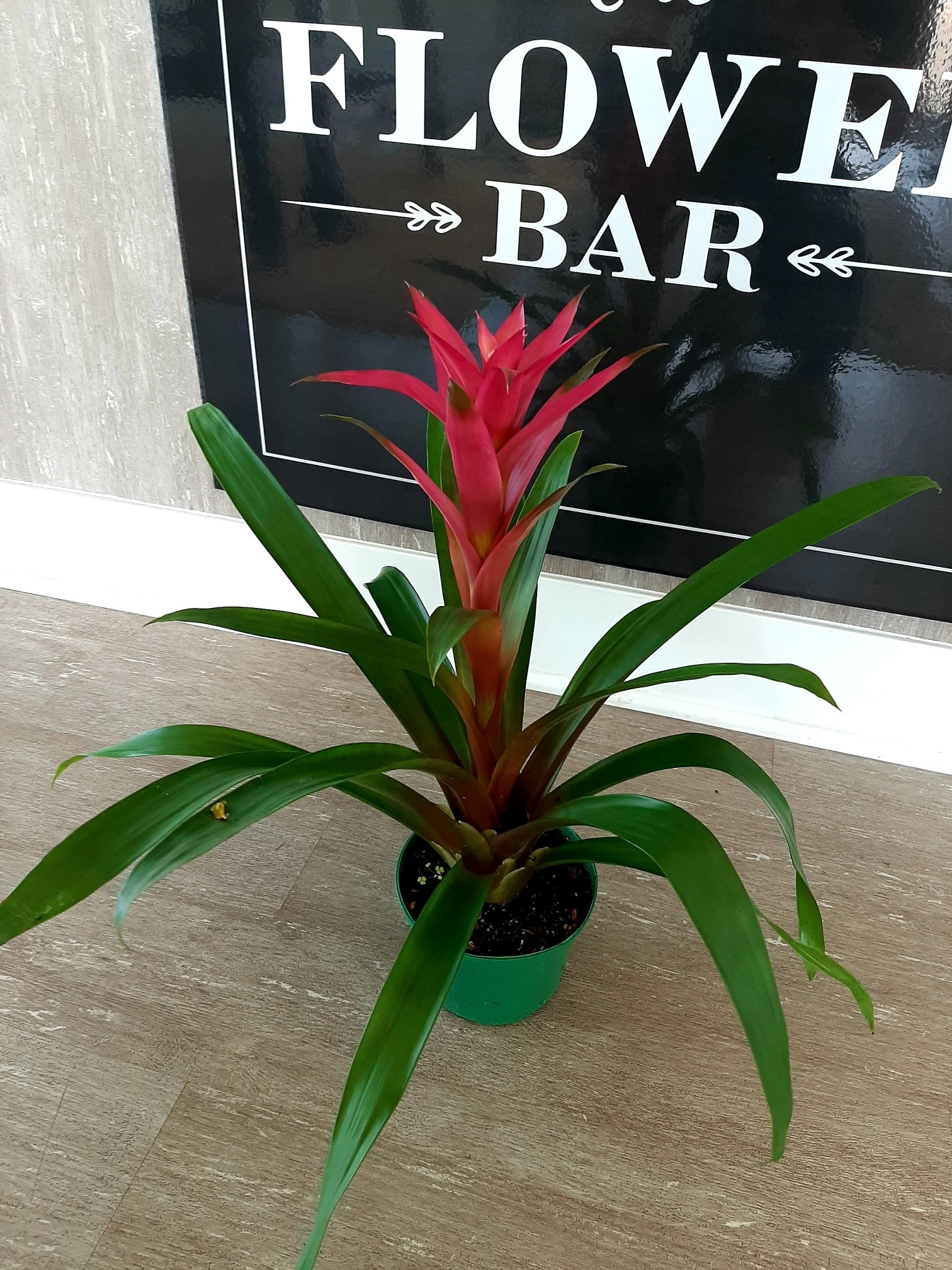 5 Inch Bromeliad Un-Potted Pet Friendly - The Flower Bar