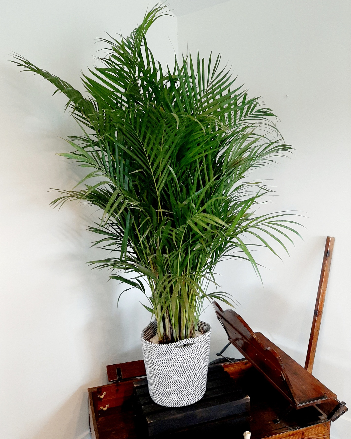 $100 Potted Palm Pet Friendly Plant - The Flower Bar