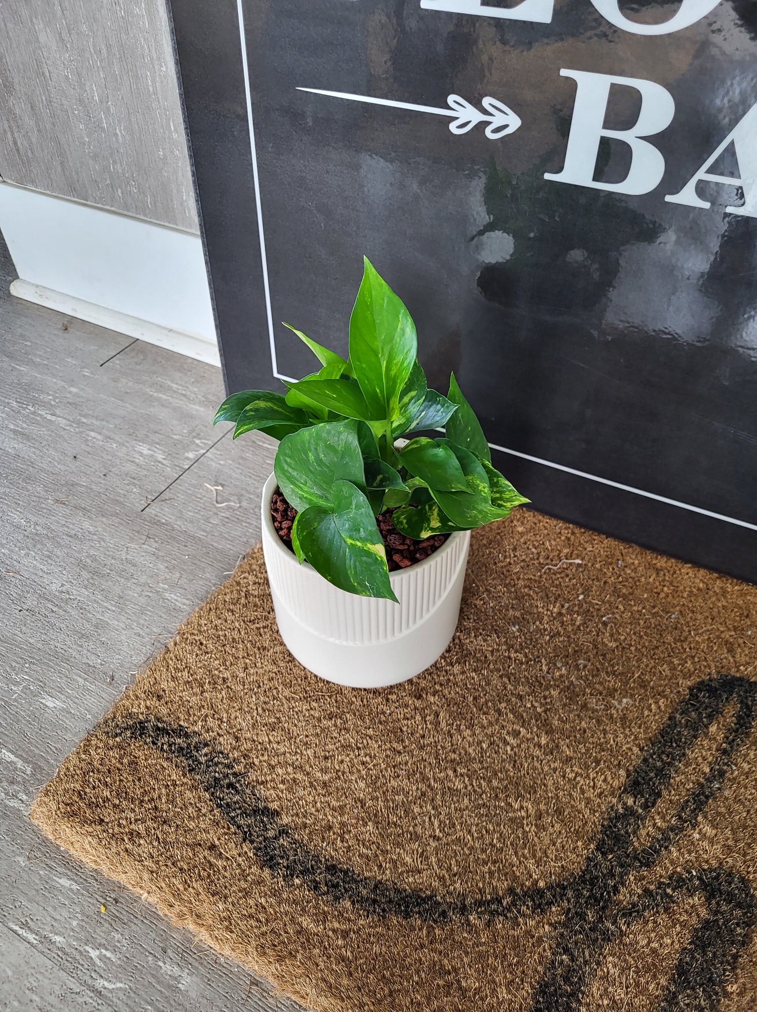 buy pink princess philodendron uk Philodendron Pink Princess main image 0