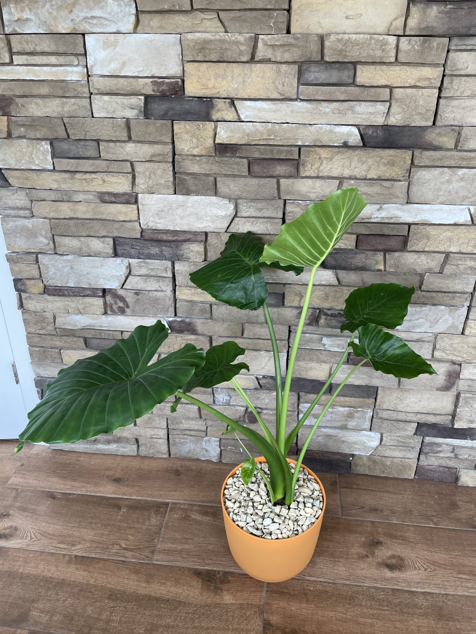 pink china elephant ear plant Colocasia esculenta 'Pink China'
