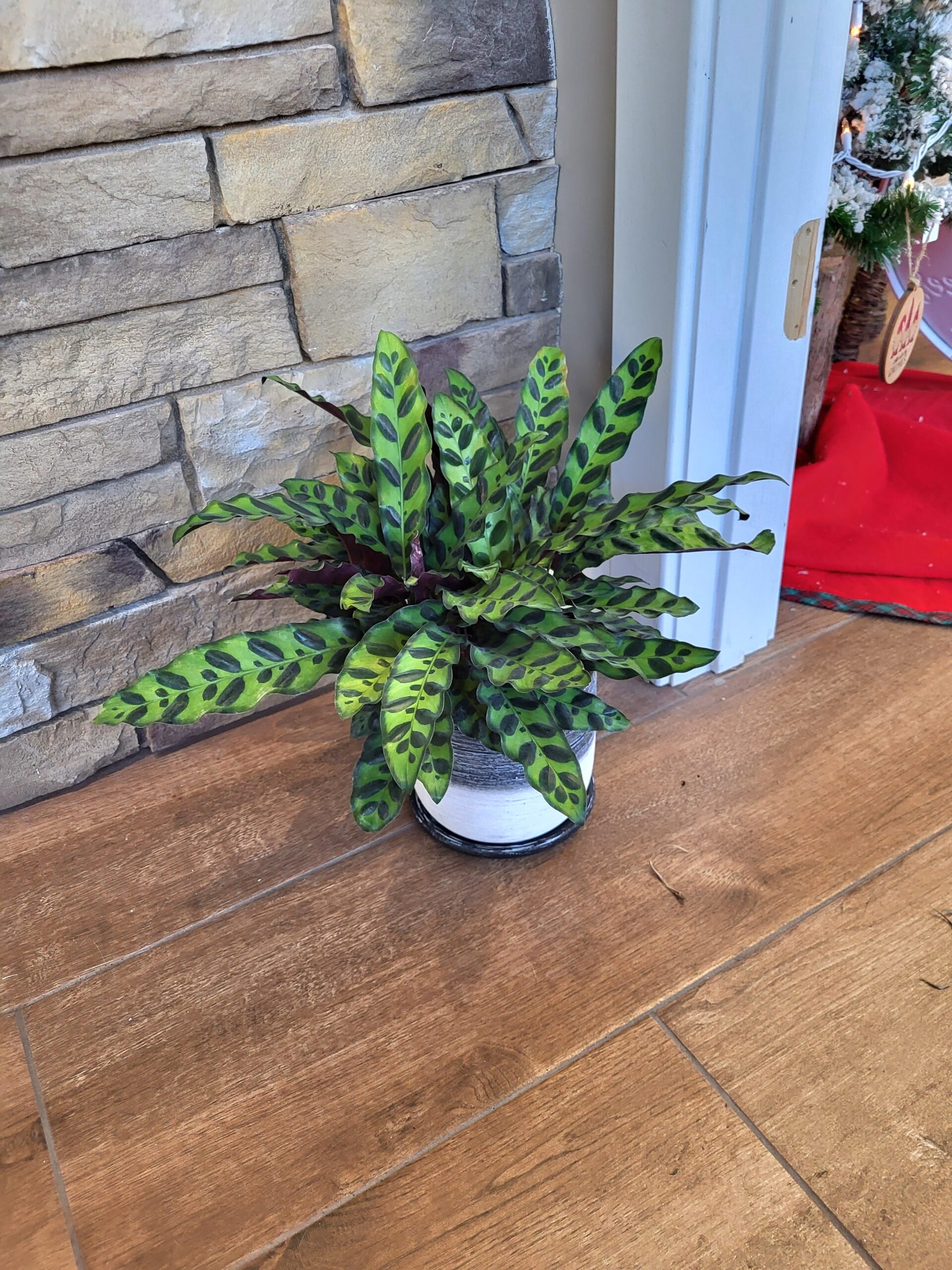 $55 Potted Calathea 'Rattle Snake' Pet Friendly Plant